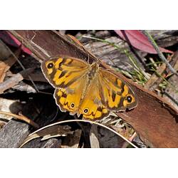 Orange butterfly with brown patches on wing sitting on curled bark.