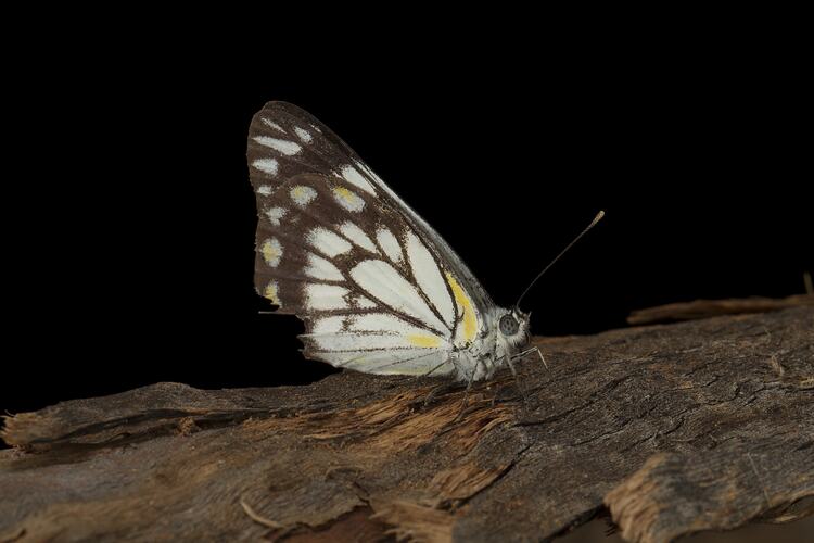 Sidew view of white and black butterfly on bark.