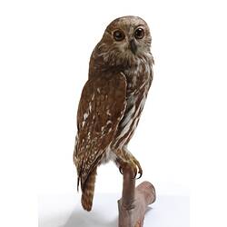 <em>Ninox connivens</em>, Barking Owl, mounted specimen. Registration no. C 7105.