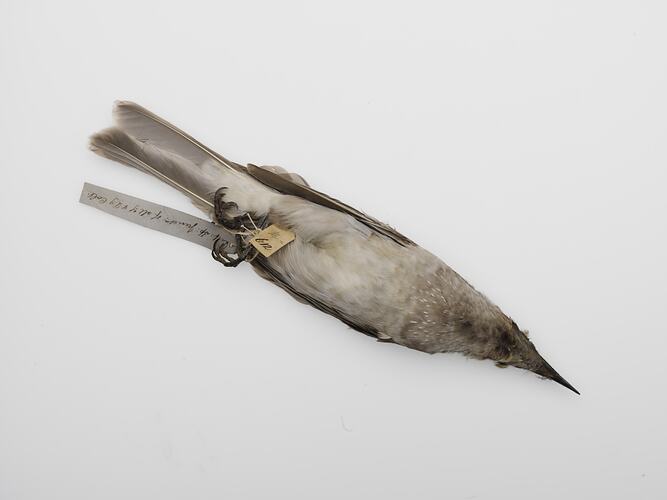 White-bellied bird specimen lying on its back.