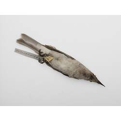Dried Skin - Little Friarbird, Gunbower Area, 1857, <em>Philemon citreogularis citreogularis</em>