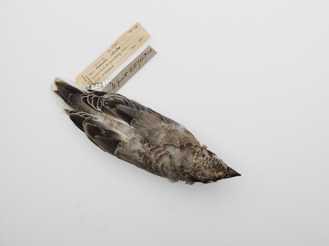Bird skin on its front with labels.