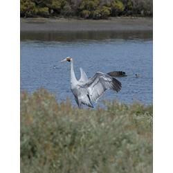 Tall grey bird, wings spread open beside lake.