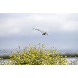 Whiskered Tern.