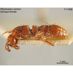Ant specimen, female, lateral view.