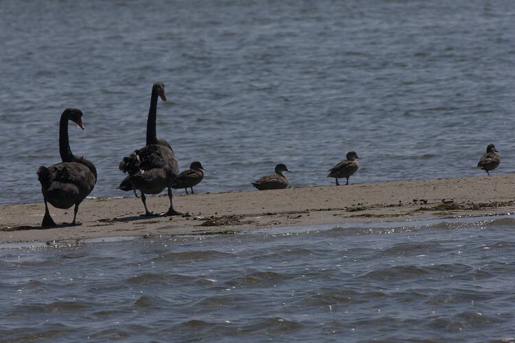 <em>Cygnus atratus</em>, Black Swan, and <em>Anas castanea</em>, Chestnut Teal. Gippsland Lakes, Victoria.