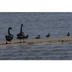 <em>Cygnus atratus</em>, Black Swan, and <em>Anas castanea</em>, Chestnut Teal. Gippsland Lakes, Victoria.