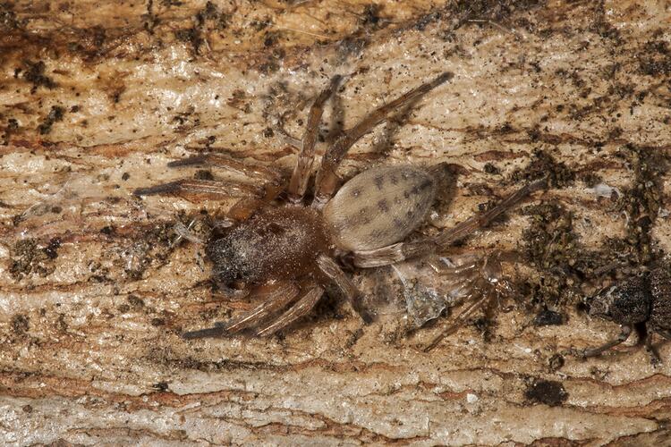 <em>Clubiona robusta</em>, Stout Sac Spider. Neds Corner, Victoria.
