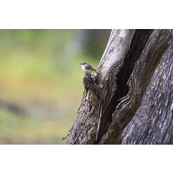 Small brown bird on tree trunk.