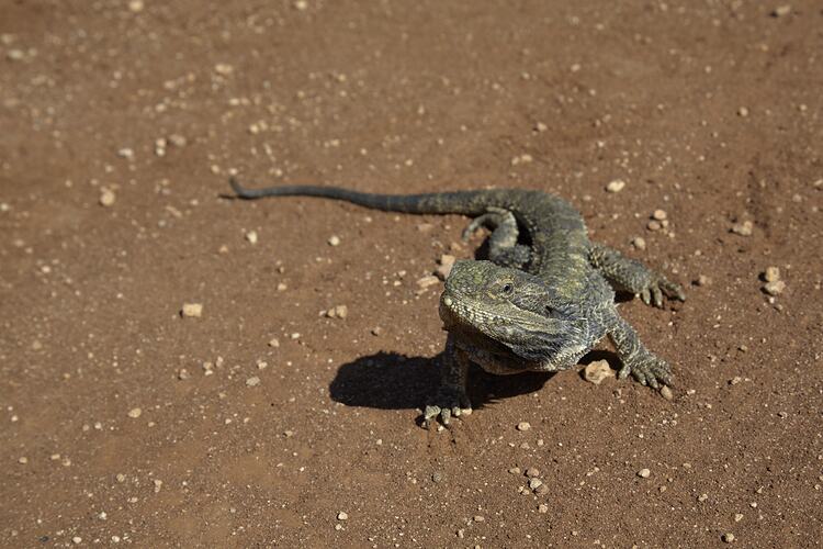 Bearded dragon on dry red-brown ground.