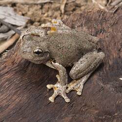 Grey frog with green speckles sitting on bark.