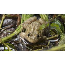 Pale brown frog with green markings on watery vegetation.