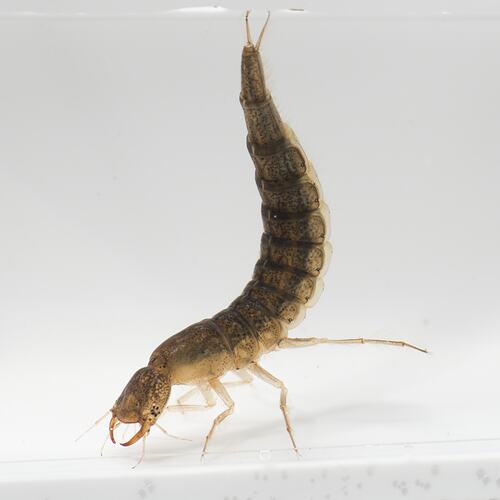 Larvae bent so tail is above water.