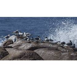 Flock of white sea birds on and above coastal rocks.