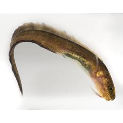 Slender brown fish with pointed tail, back curved.