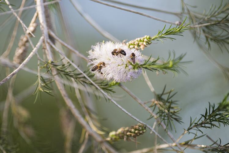 Honeybee near flowers.