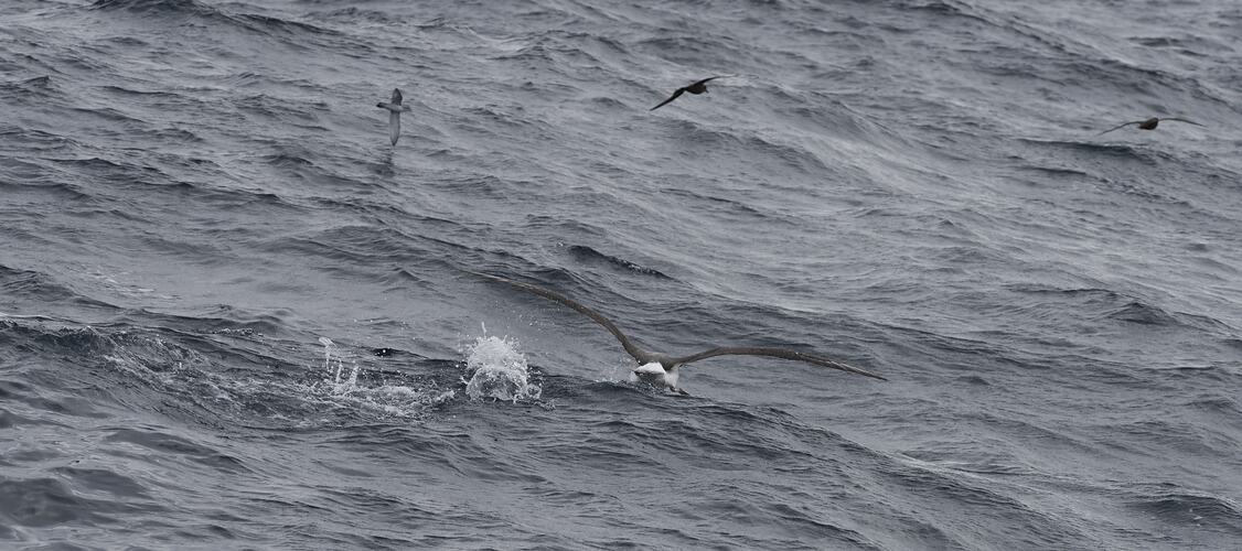 Albatross landing.
