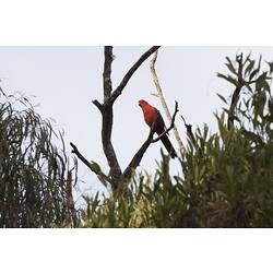 Red and green parrot sitting on branch.
