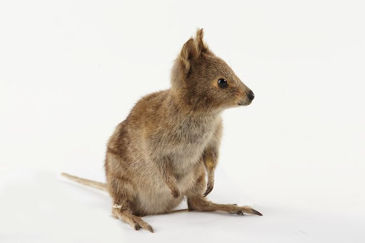 Front-side view of taxidermied Quokka specimen.