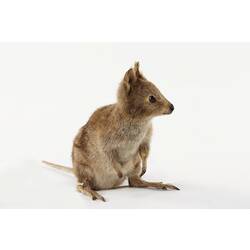 Front-side view of taxidermied Quokka specimen.