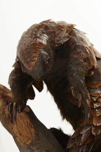Detail of pangolin specimen mounted on branch.