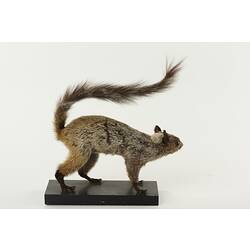 Taxidermied squirrel specimen.
