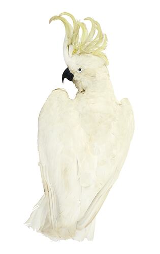 Rear view of sulphur-crested cockatoo specimen.