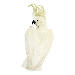 Taxidermy Mount - Sulphur-crested Cockatoo, <em>Cacatua galerita</em>