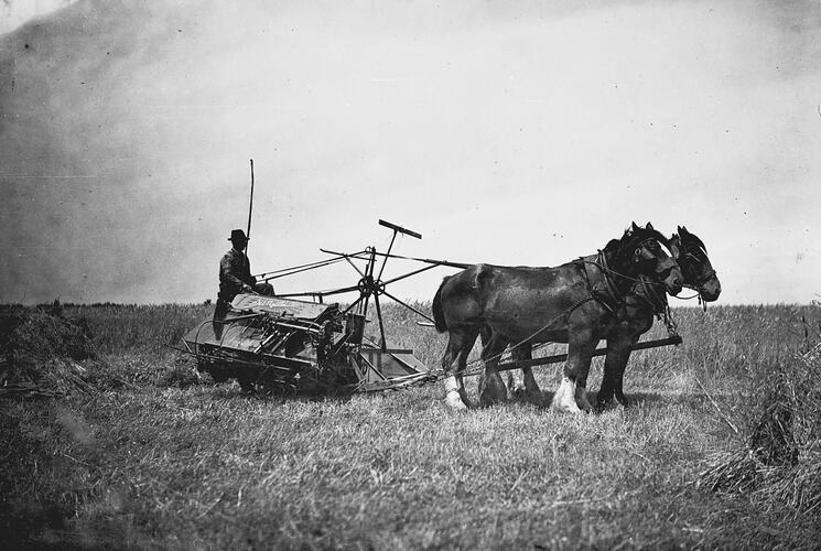 [A horse drawn hay binder making sheaves, Victoria about 1920s.]