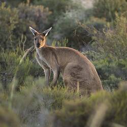 Grey kangarooon bent over, head turned to look at camera.