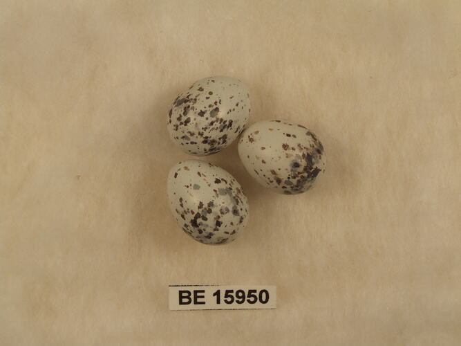 Three bird eggs with specimen label.