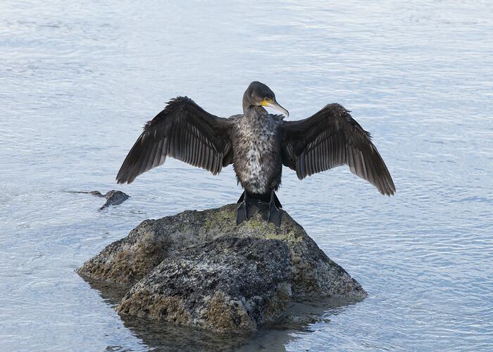 Great Cormorant.
