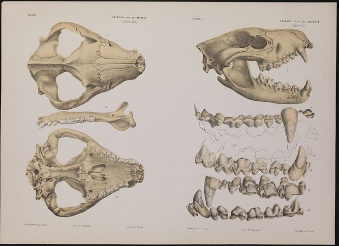 Animal skull depicted in dorsal view on left and lateral view on right. Jaw bone with teeth also shown.