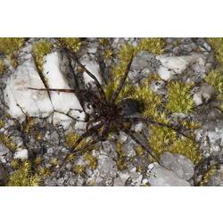 Family Ctenidae, wandering spider. Wilsons Promontory National Park, Victoria.
