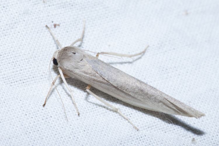 <em>Calamidia hirta</em>, moth. Wilsons Promontory National Park, Victoria.