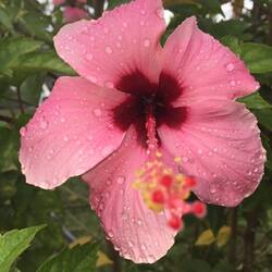Digital Photograph - Hibiscus Flower, Manus Island, circa 2017