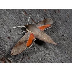 Brown and orange moth on bark.