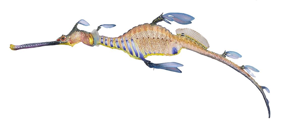 Model of seadragon with blue bands and orange spots.