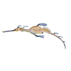 Common Seadragon model, <em>Phyllopteryx taeniolatus</em> (Lacepède, 1804)