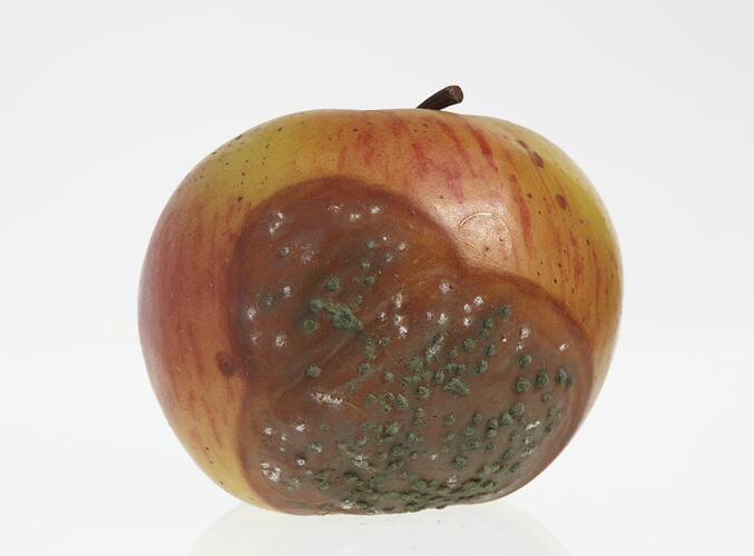 Wax apple model painted red and yellow. Big brown blotch has green and white spotted mould.