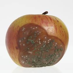Wax apple model painted red and yellow. Big brown blotch has green and white spotted mould.