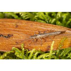 Stonefly on leaf and moss,