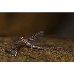 <em>Nousia fuscula</em> Navas, 1918