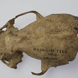 Animal remains, Navarino Island, Chile, c.1929