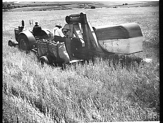 SUNSHINE NO. 4 HEADER, DRAWN BY SUNSHINE MASSEY HARRIS TRACTOR , HARVESTING 42 BUSHELS OF BARLEY TO THE ACRE ON THE FARM OF MR. J. BARROW, BROADMEADOWS, VIC. DECEMBER 1946