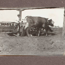 Photograph - Cows Working Grinding Mill, Egypt, World War I, 1915-1917