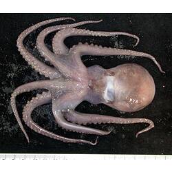 Front view of white-pink octopus on black background with ruler.