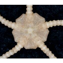 Front view of cream-white brittle star with close-up of oral disc on black background.