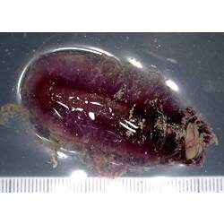 Gelatinous purple sea cucumber on grey background with ruler.