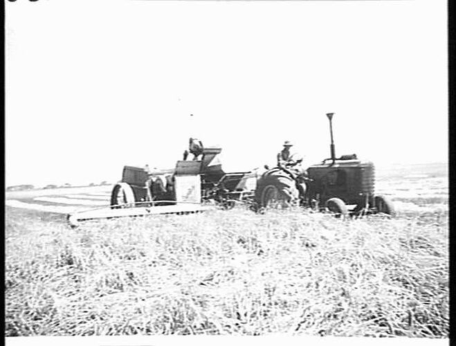 NO 4 AND 44K HARVESTING DOWN AND TANGLED CROP OF BARLEY ON HORE BROS. FARM, MILANG, S.A.: DEC.1949